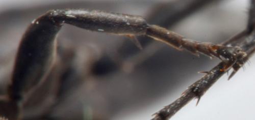 Entomobora crassitarsis